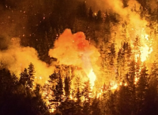 Más de 45 mil hectáreas fueron arrasadas en Parque Los Alerces