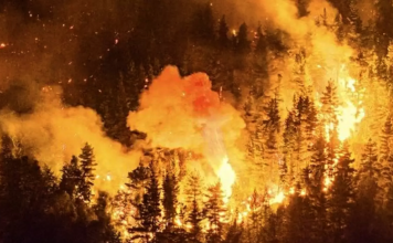 Más de 45 mil hectáreas fueron arrasadas en Parque Los Alerces