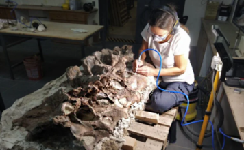 Se agrandó la familia: nuevo dinosaurio en Chubut