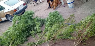 Encontraron arbolitos de cannabis que daban sombra