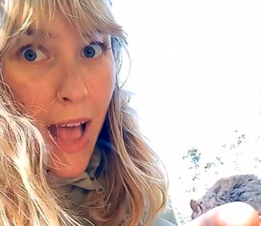 Una influencer tocó un ratón colilargo y subió el video
