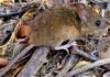 Hantavirus: un spray podría prevenir el contagio