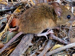Hantavirus: un spray podría prevenir el contagio