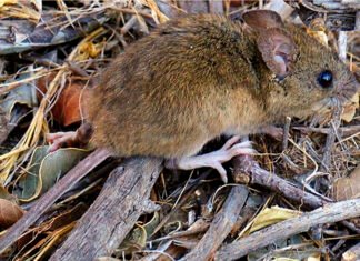 Hantavirus: un spray podría prevenir el contagio