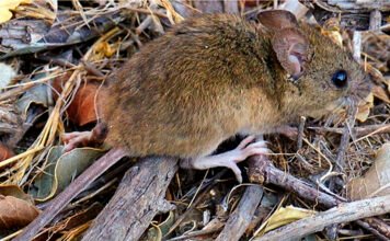 Hantavirus: un spray podría prevenir el contagio