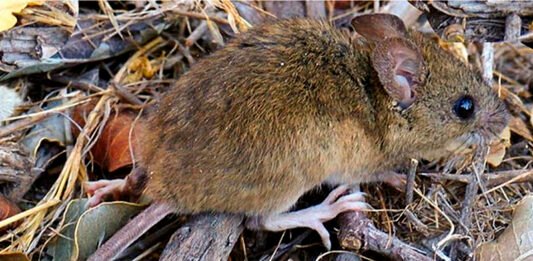 Identificaron tres nuevos casos de hantavirus en el país