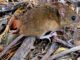 Hantavirus: un spray podría prevenir el contagio