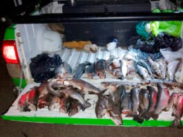 Golpe a la pesca furtiva: secuestraron 38 truchas