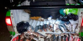 Golpe a la pesca furtiva: secuestraron 38 truchas