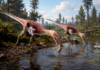 Nueva especie de raptor es santacruceño