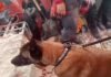 Un perro argentino ayudó a rescatar a dos menores atrapados