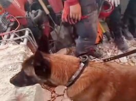 Un perro argentino ayudó a rescatar a niños atrapados