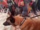 Un perro argentino ayudó a rescatar a niños atrapados
