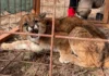 Ese es mi amigo el puma…