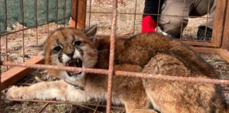 Ese es mi amigo el puma…