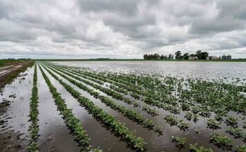 El Niño seguirá “portándose mal” hasta el verano