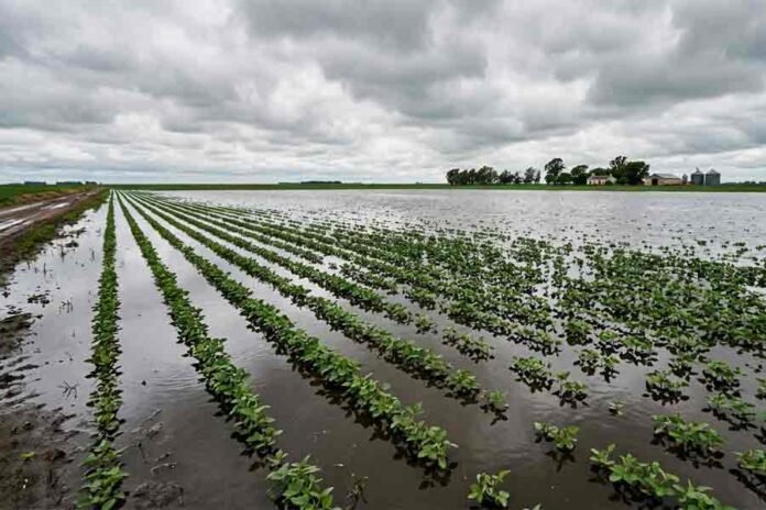 Campo inundado