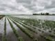 El Niño seguirá “portándose mal” hasta el verano