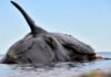 Preocupan las ballenas muertas de Puerto Madryn