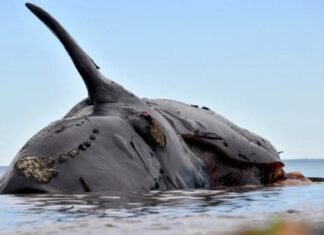Preocupan las ballenas muertas de Puerto Madryn